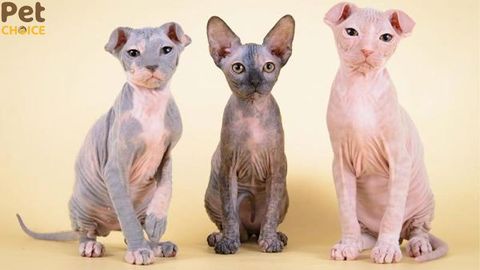 Phân loại, đặc điểm các giống mèo không lông