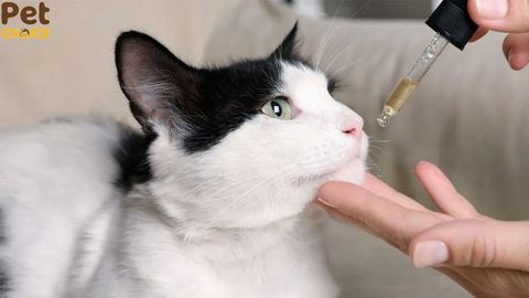 Cách xử lý khi mèo ngộ độc thuốc tẩy giun cho uống quá liều