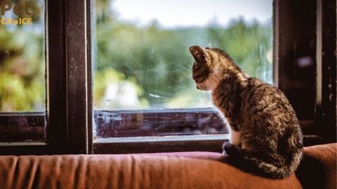 Góc giải đáp: mèo ở nhà một mình có buồn không?
