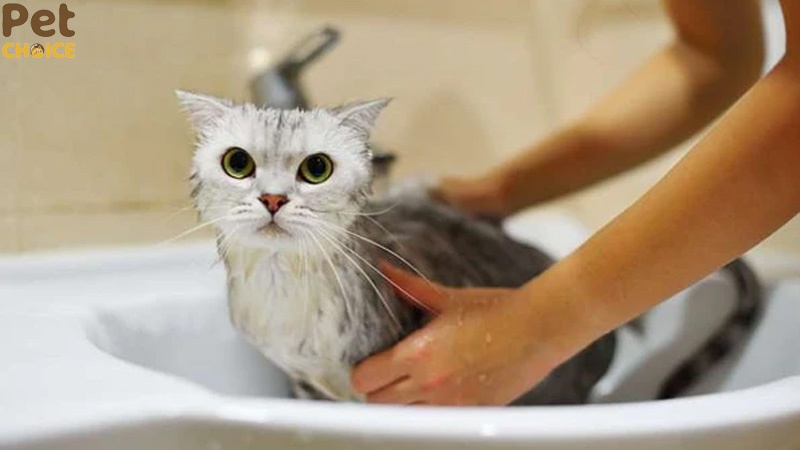Mèo tắm nhiều có sao không? Nên tắm cho mèo máy lần 1 tuần? – petchoice