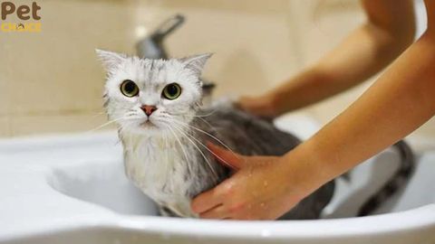 Mèo tắm nhiều có sao không? Nên tắm cho mèo máy lần 1 tuần?