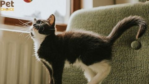 Mèo vẫy đuôi có ý nghĩa gì?