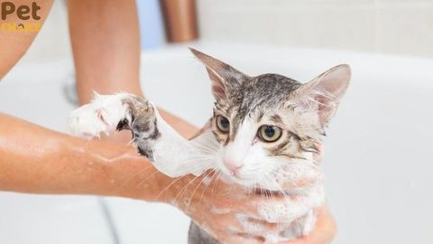 Nên tắm cho mèo vào giờ nào thích hợp nhất trong ngày?