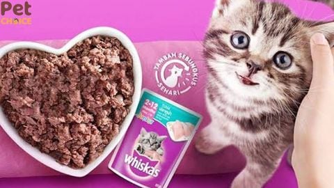 Pate Whiskas: Các loại cá ngừ, cá thu và quy cách phổ biến