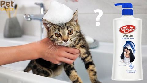 Tắm cho mèo bằng dầu gội đầu được không?