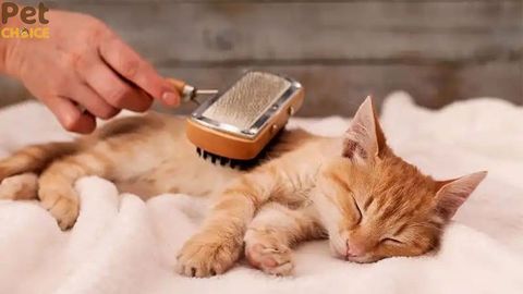 Tắm cho Mèo bằng dung dịch vệ sinh phụ nữ được không?