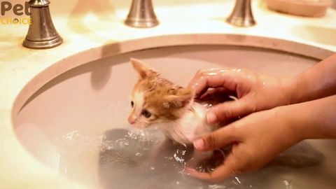 Có nên tắm cho mèo bằng lá trà xanh, chanh tươi và muối?