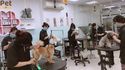 Tìm hiểu về dịch vụ tắm chó mèo và TOP 5 địa chỉ tắm chó mèo gần đây