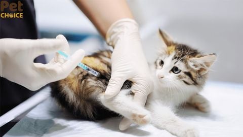 Hướng dẫn cách tẩy giun cho mèo tại nhà đúng kỹ thuật