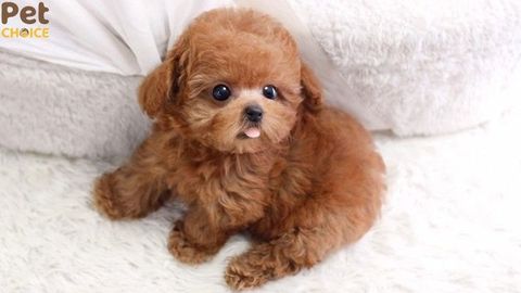 Điểm danh 20 tên chó độc lạ, cute và hài hước nhất