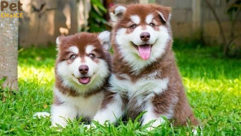 Gợi ý 80 cái tên hay cho chó cái dễ thương và đáng yêu