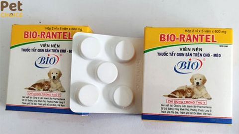 Thuốc tẩy giun bio rantel có tốt không? Đánh giá chi tiết nhất