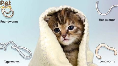 TOP 7  thuốc tẩy giun cho mèo hiệu quả và an toàn nhất hiện nay