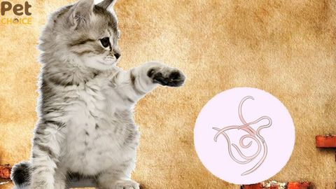 Thuốc tẩy giun cho mèo con 2 tháng tuổi và cách sử dụng