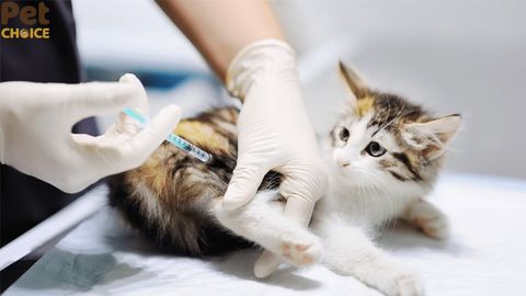 TOP 3 thuốc tẩy giun cho mèo dạng nước phổ biến và hiệu quả