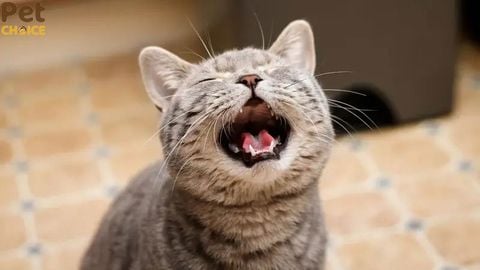 Tiếng mèo kêu hung dữ và la hét lớn báo hiệu điều gì?