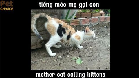 Cách nhận biết tiếng mèo mẹ gọi mèo con