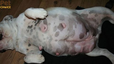 Viêm vú ở chó mèo: nguyên nhân, triệu chứng và cách điều trị