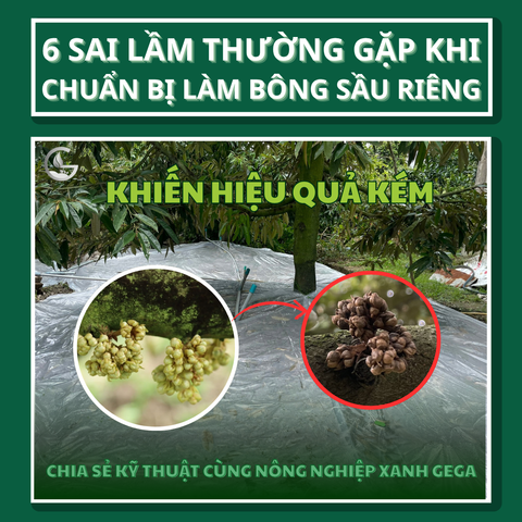 6 Sai Lầm Thường Gặp Khi Chuẩn Bị Làm Bông Sầu Riêng Khiến Hiệu Quả Kém