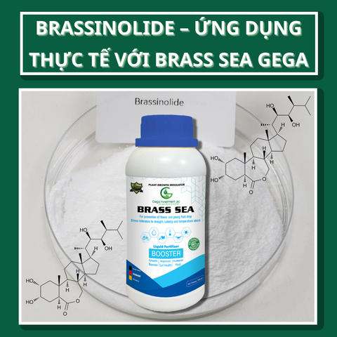 Brassinolide – “Nhân Sâm” Cho Cây Trồng: Khoa Học & Ứng Dụng Thực Tế Với Brass Sea GEGA