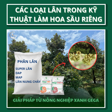 Các Loại Lân Trong Kỹ Thuật Làm Hoa Sầu Riêng: Chọn Đúng Để Phân Hóa Mầm Hoa Mạnh, Ít Rủi Ro