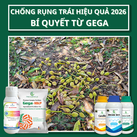 Chống Rụng Trái Hiệu Quả 2026: Bí Quyết Kết Hợp Dinh Dưỡng + Điều Hòa Sinh Trưởng GEGA