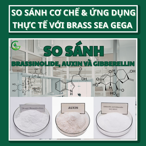 Brassinolide, Auxin Và Gibberellin: So Sánh Cơ Chế & Ứng Dụng Thực Tế Với Brass Sea GEGA