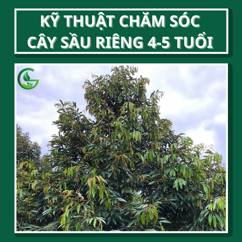 Kỹ Thuật Chăm Sóc Cây Sầu Riêng 4-5 Tuổi – Giai Đoạn Kiến Thiết Tán & Chuẩn Bị Năng Suất Cao
