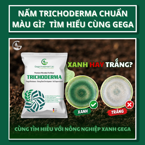 Nấm Trichoderma Chuẩn Màu Gì? Xanh Hay Trắng? Giải Mã Hiểu Lầm Phổ Biến Từ Khoa Học