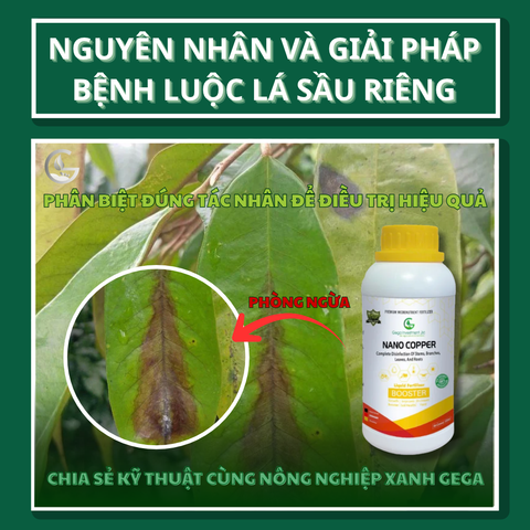 Nguyên Nhân Và Giải Pháp Bệnh Luộc Lá Sầu Riêng: Phân Biệt Đúng Tác Nhân Để Điều Trị Hiệu Quả