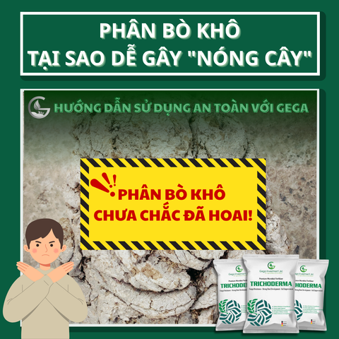 Phân Bò Khô: Tại Sao Dễ Gây 