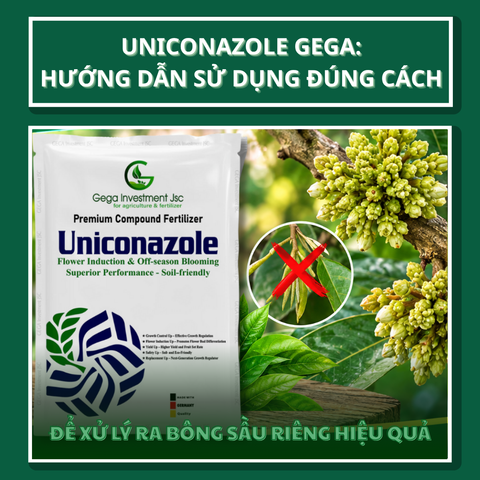 Uniconazole GEGA: Hướng Dẫn Sử Dụng Đúng Cách Để Xử Lý Ra Bông Sầu Riêng Hiệu Quả