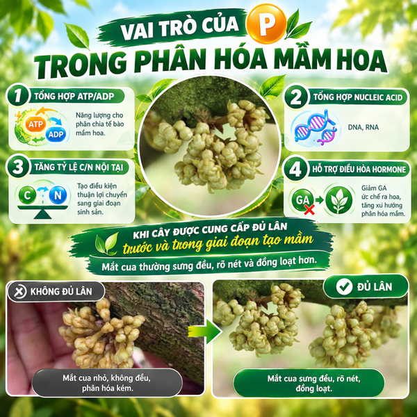 vai-tro-cua-lan-trong-phan-hoa-mam-hoa