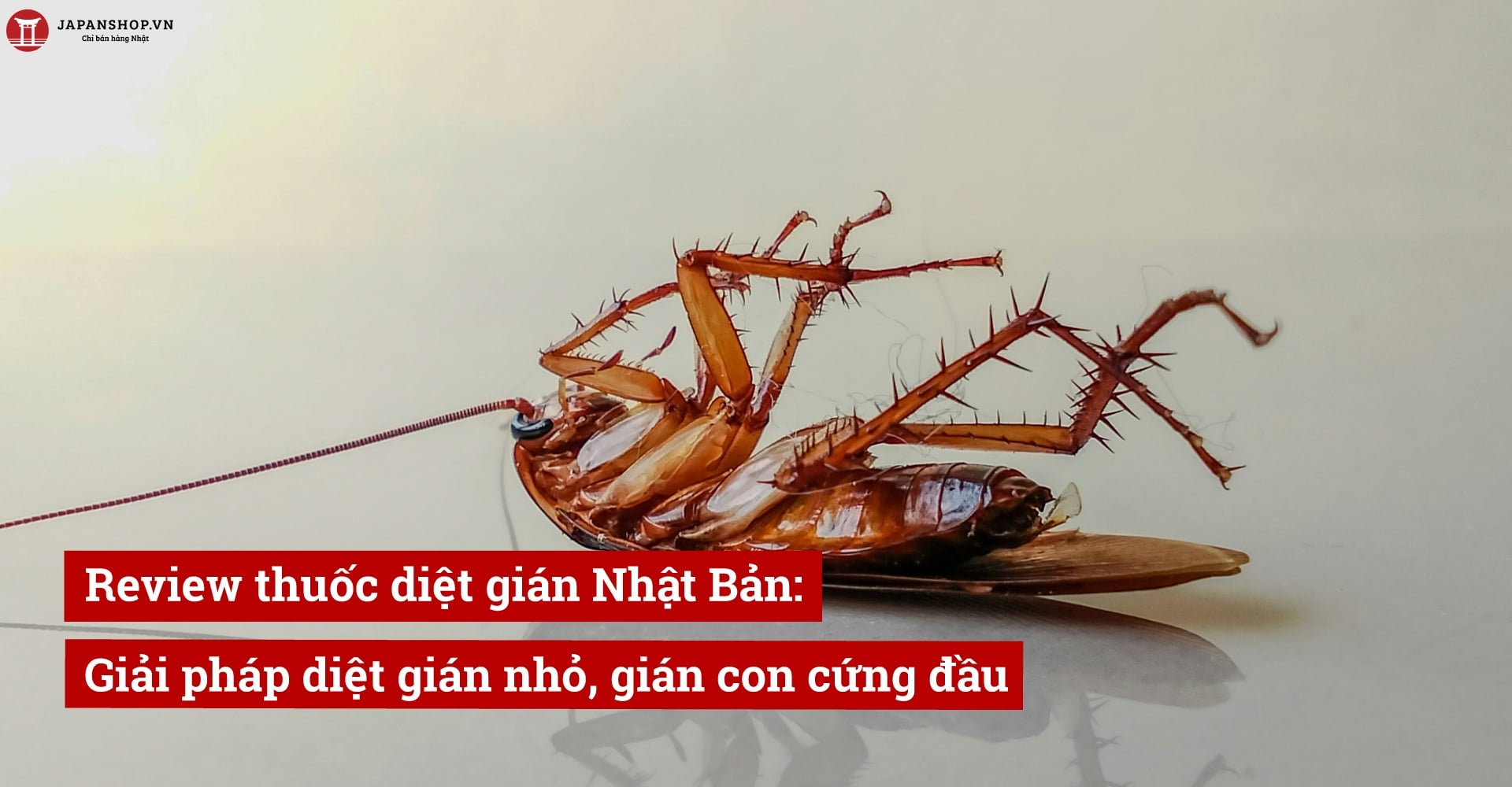 Review thuốc diệt gián Nhật Bản: Giải pháp diệt gián nhỏ, gián con cứng đầu
