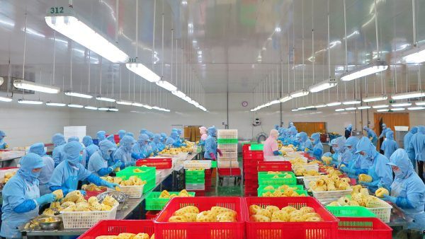 WestFood hoạt động sản xuất theo phương án 2 tại chỗ – vùng xanh