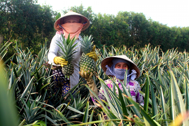 WestFood tập trung phát triển vùng nguyên liệu, mang lại thu nhập “khủng” cho người nông dân