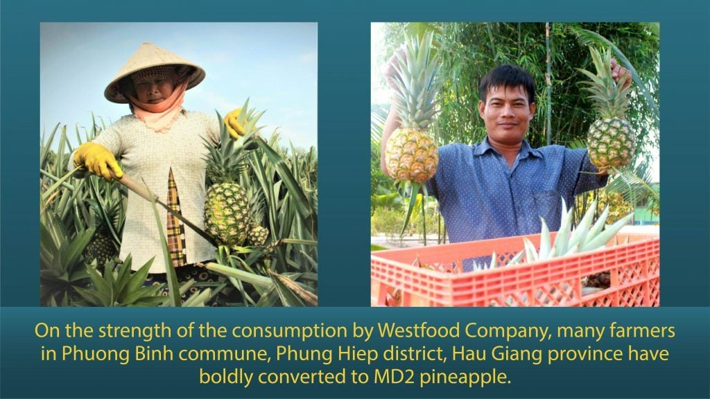 Westfood hợp tác với nông dân trồng “cây trăm mắt” xuất khẩu