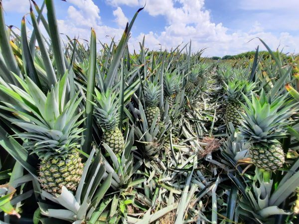 Dứa MD2 đạt chuẩn GlobalGAP giúp Westfood thâm nhập vào được những thị trường khó tính