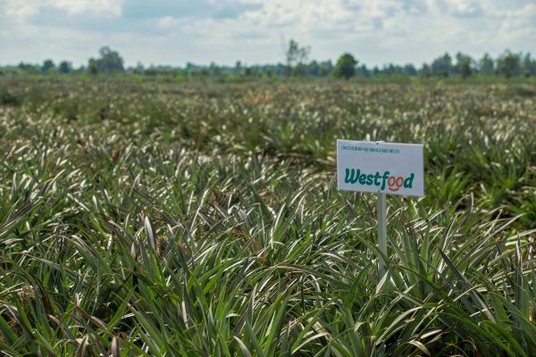 Westfood – Tập trung phát triển vùng nguyên liệu, gia tăng tính cạnh tranh