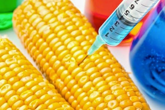 Cây trồng biến đổi gen: Mối lo ngại đang dần được gỡ bỏ