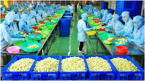 Kết thúc 6 tháng đầu năm TSC lãi 101 tỷ đồng