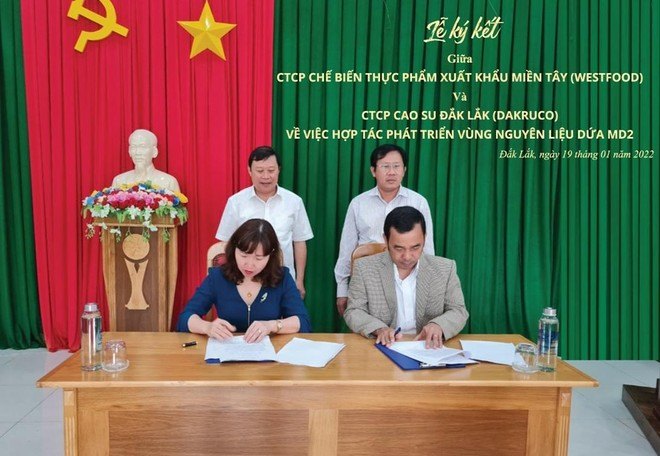WestFood mở rộng vùng nguyên liệu trồng dứa MD2 tại Tây Nguyên