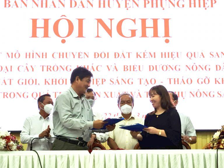 WestFood mở rộng vùng nguyên liệu dứa MD2 lên đến 2.000 ha tại Phụng Hiệp, Hậu Giang