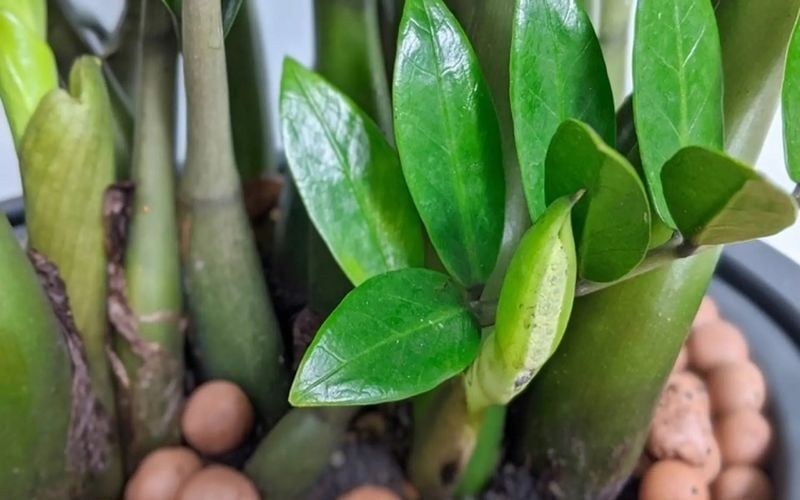 Cách Chăm Sóc Cây Kim Tiền Để Bàn Luôn Xanh Tốt, Không Vàng Lá