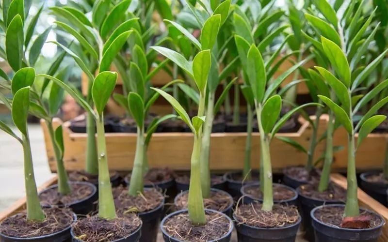 Cách Trồng Cây Kim Tiền Để Bàn Xanh Tốt, Không Thối Rễ