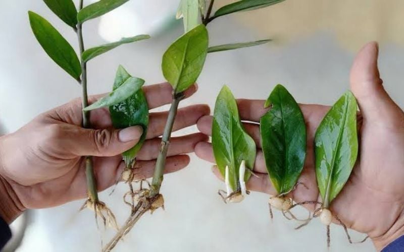 Cây kim tiền bị vàng lá: Nguyên nhân, cách cứu cây xanh lại