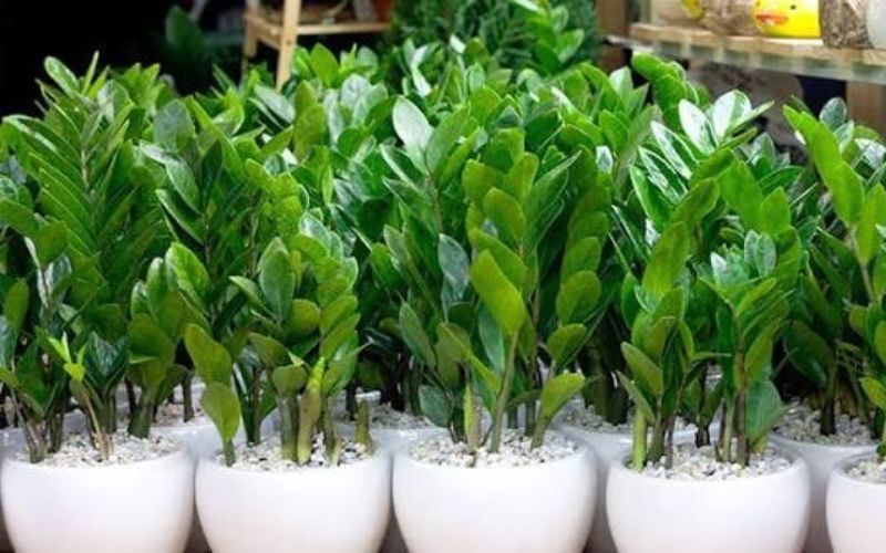 Cây Kim Tiền Có Độc Không? Cách Đặt Cây An Toàn Trong Nhà