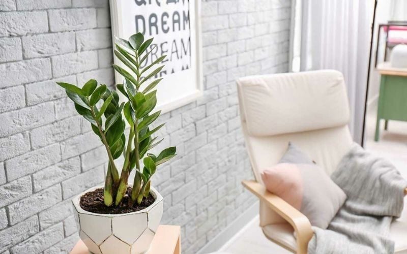Cây Kim Tiền Hợp Mệnh Gì? Mộc, Hỏa Hợp Nhất Để Hút Tài Lộc