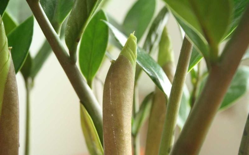 Cây Kim Tiền Ra Hoa Có Tốt Không? Ý Nghĩa Và Cách Chăm