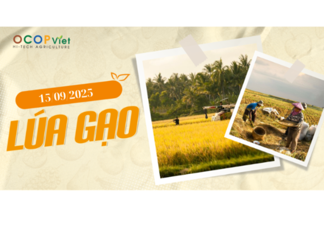 Giá Nông Sản Hôm Nay 15/9/2025 - Cập Nhật Mới Nhất